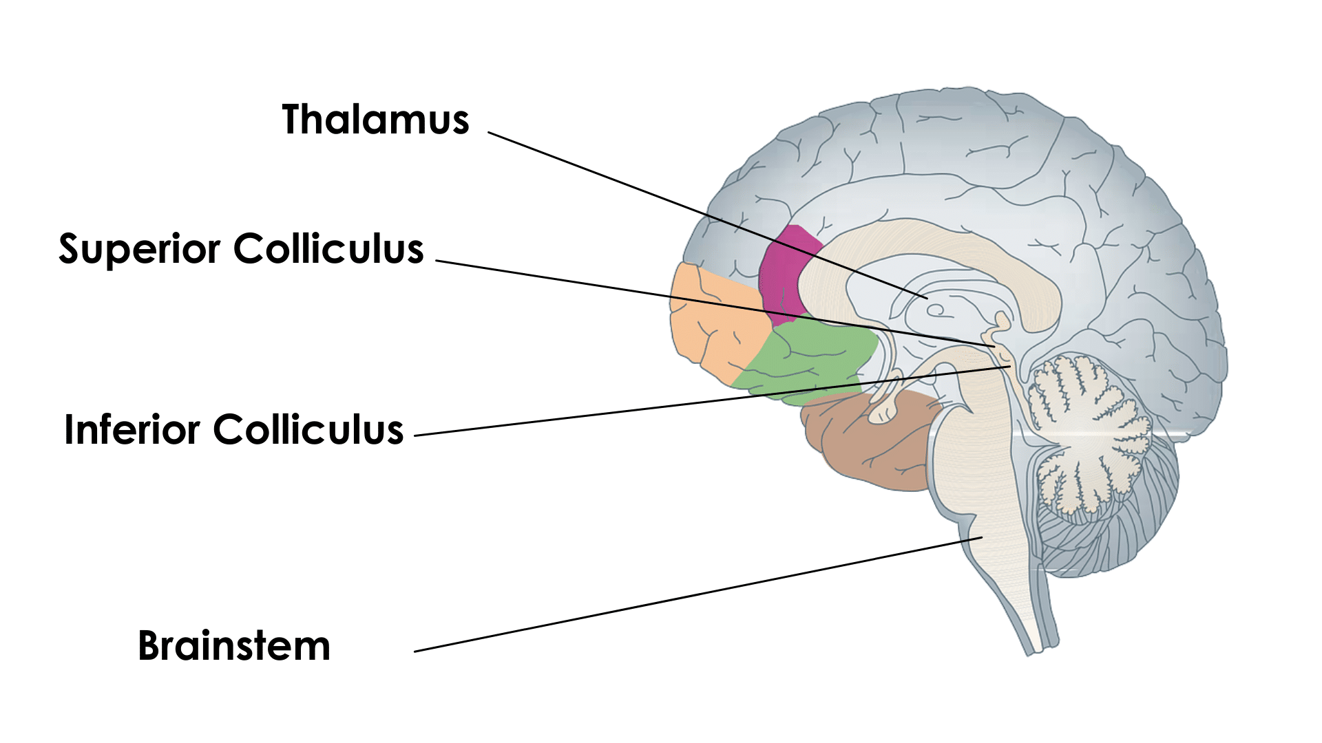 CURE Epilepsy Discovery: Investigating Spreading Depolarization in SUDEP –  CURE Epilepsy