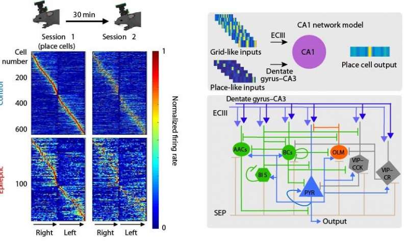 Researchers Provide New Insights into the Pathogenesis of Epilepsy ...